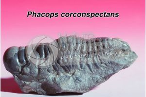 Phacops corconspectans. Trilobite. Fossile. Devoniano