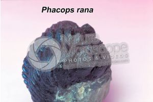 Phacops rana. Trilobite. Fossile. Devoniano