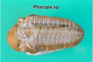 Phacops sp. Trilobite. Fossile. Devoniano