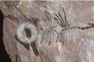 Plant. Fossil. Devonian