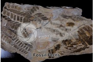 Pteridophyta. Fern. Fossil. Silurian