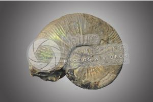 Ammonoidea. Ammonite. Fossil