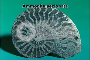 Ammonoidea. Ammonite piritizzata. Fossile