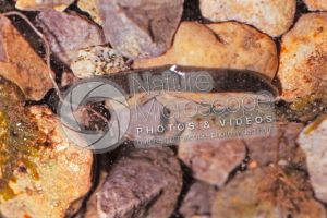 Erpobdella octoculata. Leech