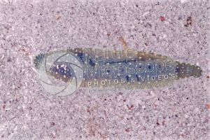Theromyzon tessulatum. Leech
