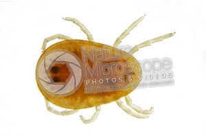 Argas reflexus. Pigeon tick. Dorsal view