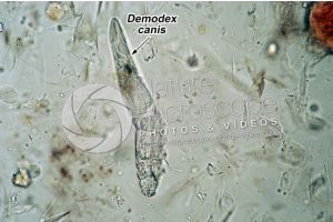 Demodex canis. Demodectic mange. 100X