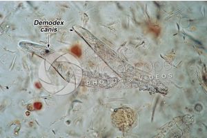 Demodex canis. Demodectic mange. 100X