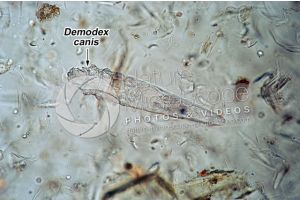 Demodex canis. Demodectic mange. 100X