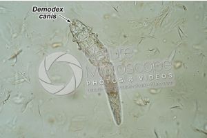 Demodex canis. Demodectic mange. 100X