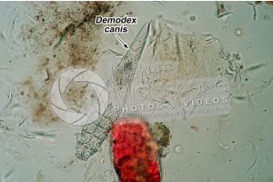 Demodex canis. Demodectic mange. 100X