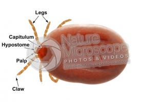 Ixodes canisuga. Dog tick. Dorsal view