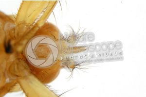 Crataerina hirundinis. Ventral view. 5X