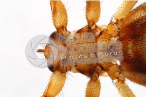 Lipotema cervi. Ventral view. 3X