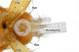 Crataerina hirundinis. Ventral view. 5X