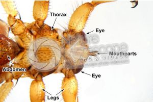 Lipotema cervi. Ventral view. 3X