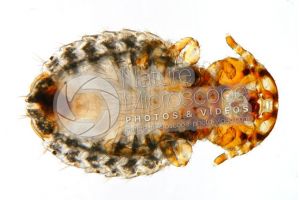 Damalinia equi. Biting louse. Ventral view