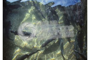 Trout breeding. Tank with Oncorhynchus mykiss. Rainbow trout