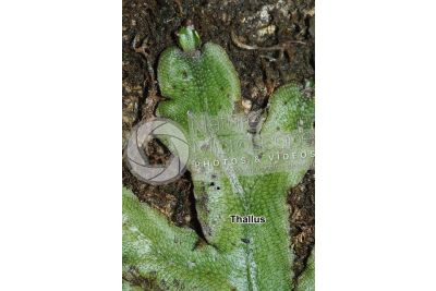 Conocephalum conicum. Great scented liverwort. Thallus