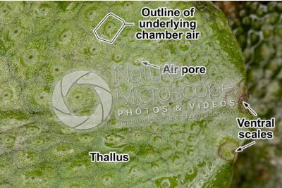 Conocephalum conicum. Great scented liverwort. Thallus
