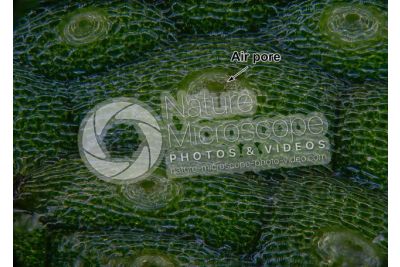 Conocephalum conicum. Great scented liverwort. Thallus. 50X