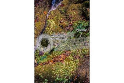 Marchantia polymorpha. Common liverwort
