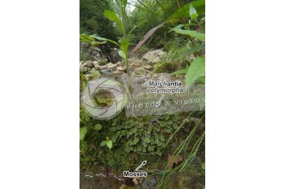 Marchantia polymorpha. Common liverwort