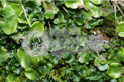 Marchantia polymorpha. Common liverwort. Thallus