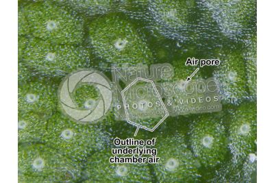 Marchantia polymorpha. Common liverwort. Thallus. 50X