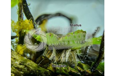 Marchantia polymorpha. Common liverwort. Thallus. 5X