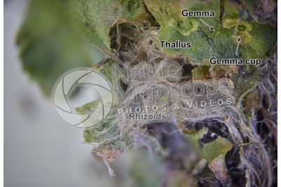 Marchantia polymorpha. Common liverwort. Thallus. 16X