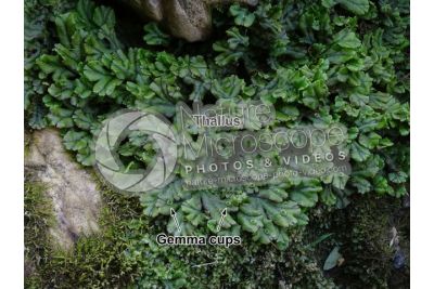 Marchantia polymorpha. Common liverwort. Thallus