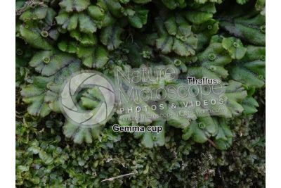 Marchantia polymorpha. Common liverwort. Thallus