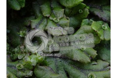 Marchantia polymorpha. Common liverwort. Thallus