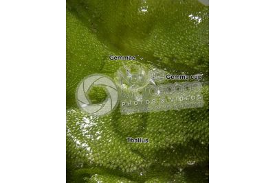 Marchantia polymorpha. Common liverwort. Gemma cup. 5X