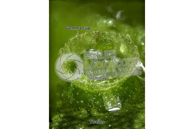 Marchantia polymorpha. Common liverwort. Gemma cup. 20X