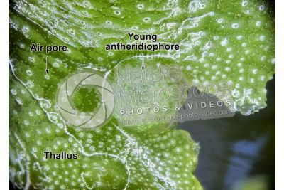 Marchantia polymorpha. Common liverwort. Antheridiophore. 14X