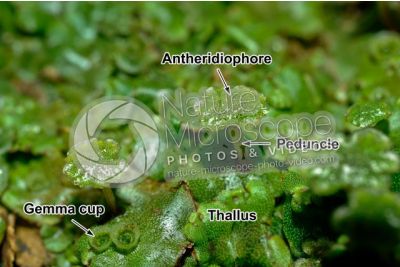 Marchantia polymorpha. Common liverwort. Antheridiophore