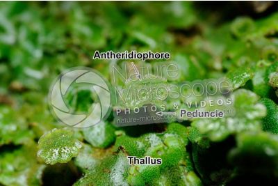 Marchantia polymorpha. Common liverwort. Antheridiophore