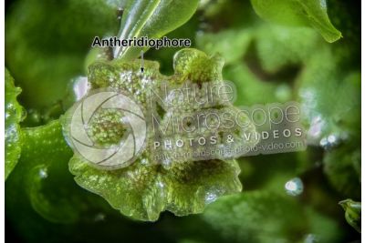Marchantia polymorpha. Common liverwort. Antheridiophore. 10X