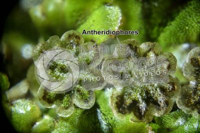 Marchantia polymorpha. Common liverwort. Antheridiophore. 5X