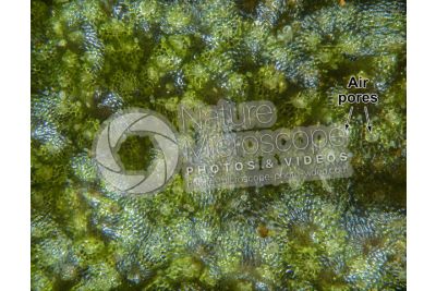 Marchantia polymorpha. Common liverwort. Antheridiophore. 30X