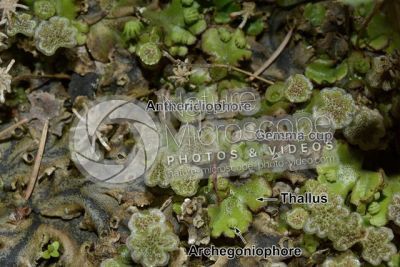 Marchantia polymorpha. Common liverwort. Antheridiophore