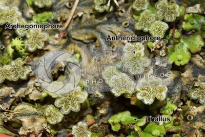 Marchantia polymorpha. Common liverwort. Antheridiophore