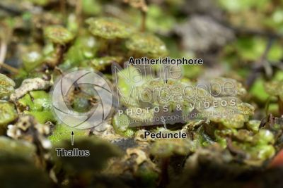 Marchantia polymorpha. Common liverwort. Antheridiophore