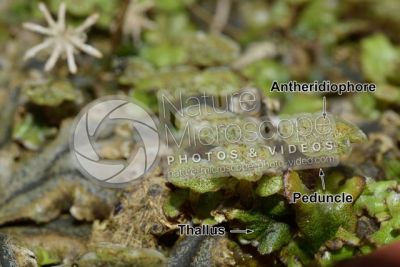 Marchantia polymorpha. Common liverwort. Antheridiophore