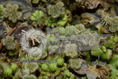 Marchantia polymorpha. Common liverwort. Antheridiophore