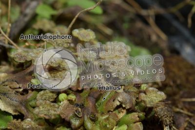 Marchantia polymorpha. Common liverwort. Antheridiophore