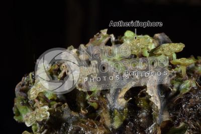 Marchantia polymorpha. Common liverwort. Antheridiophore