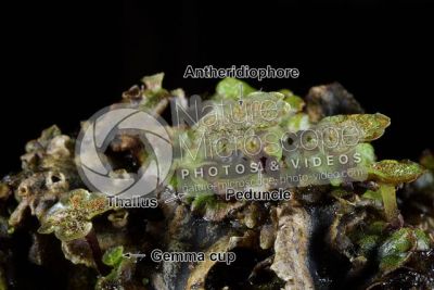Marchantia polymorpha. Common liverwort. Antheridiophore
